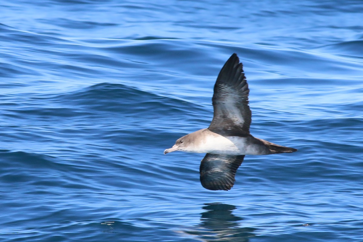 Pink-footed Shearwater - ML618094718