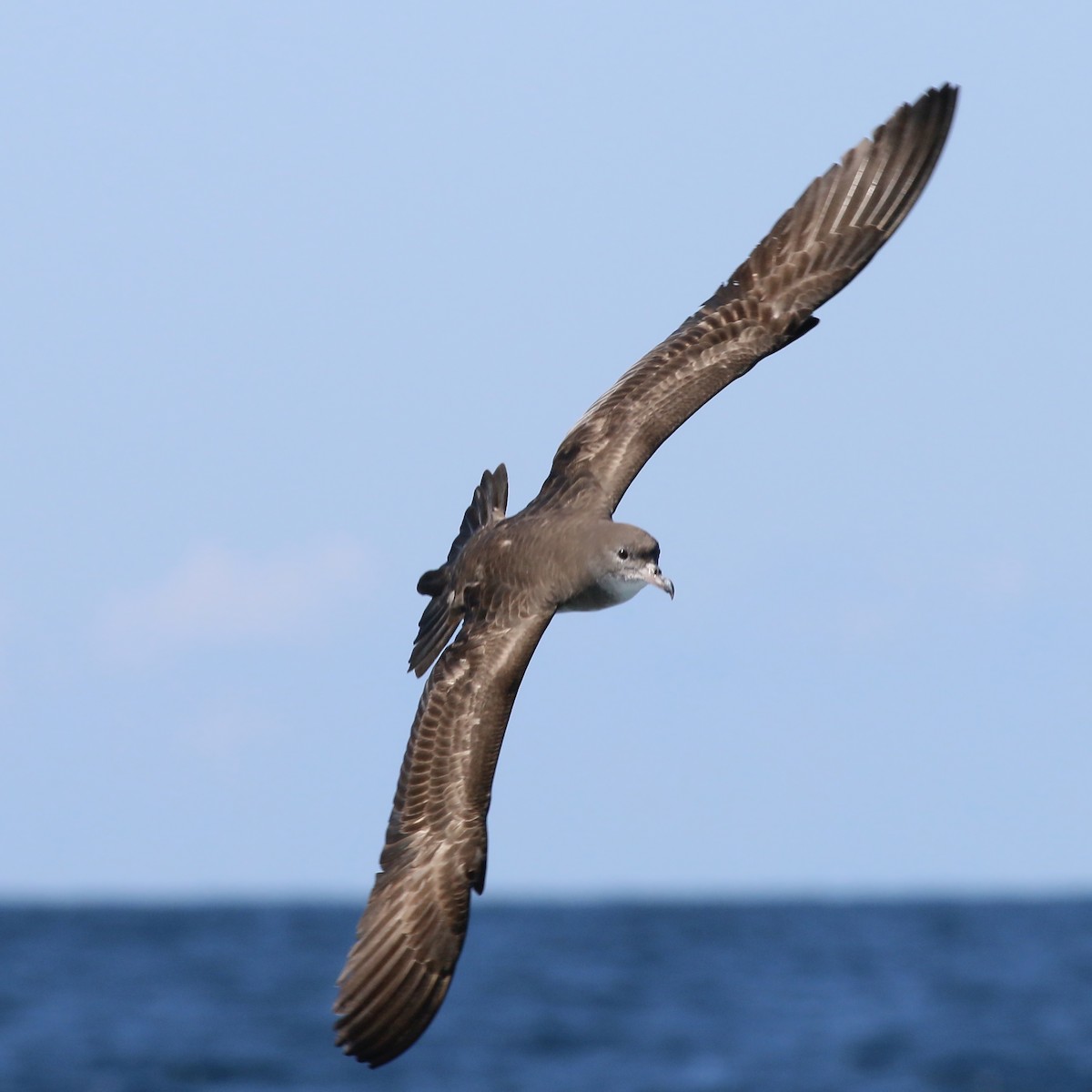 Pink-footed Shearwater - ML618094719