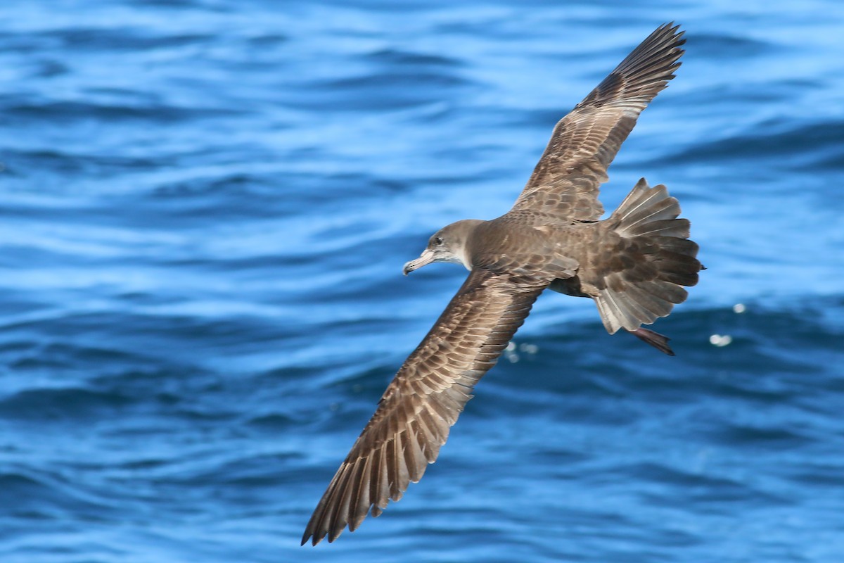 Pink-footed Shearwater - Jan Andersson