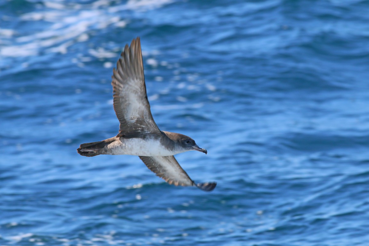 Pink-footed Shearwater - ML618094721