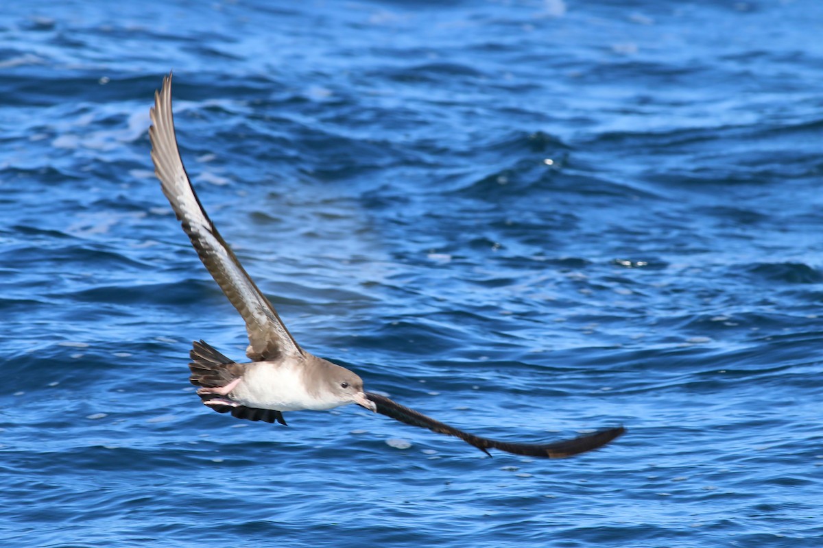 Pink-footed Shearwater - ML618094722