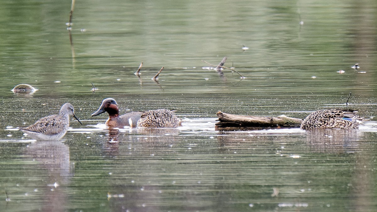 Green-winged Teal - ML618094726