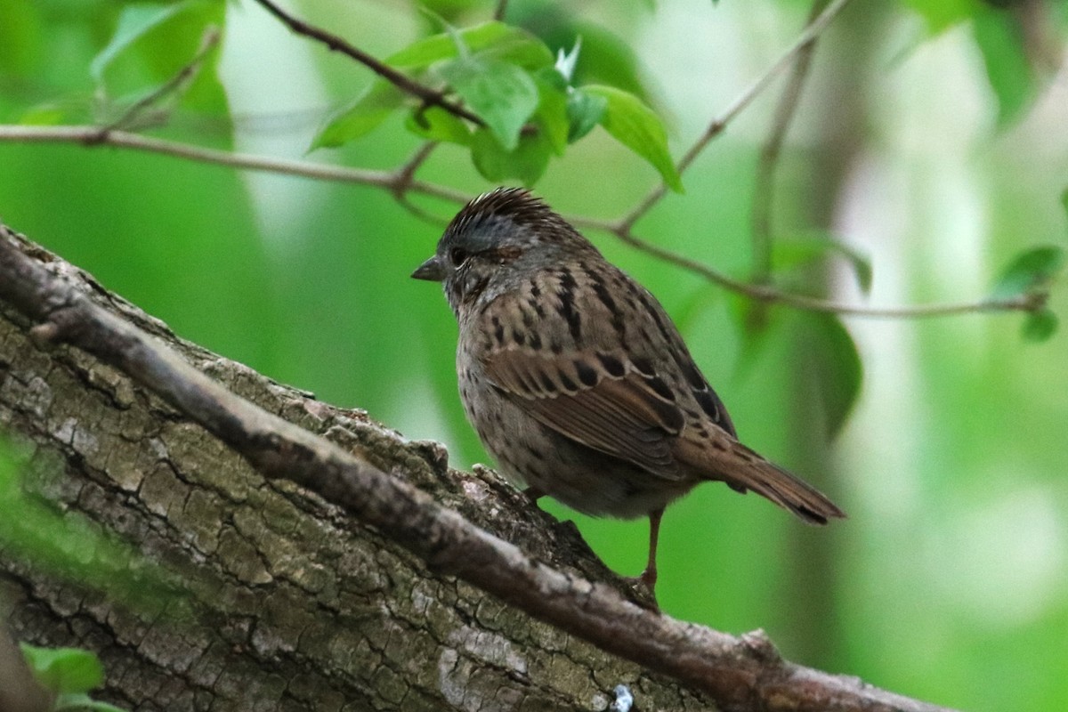 Lincoln's Sparrow - Joli Reising