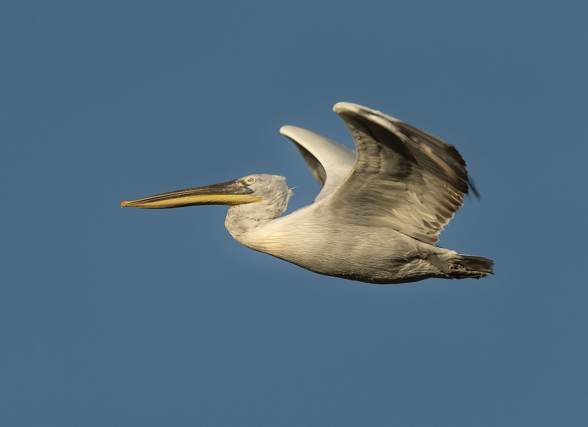 pelikán kadeřavý - ML618094752