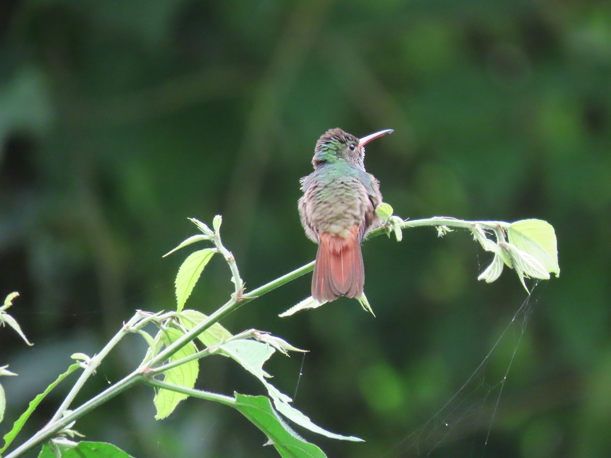 Rufous-tailed Hummingbird - Stephen Younger