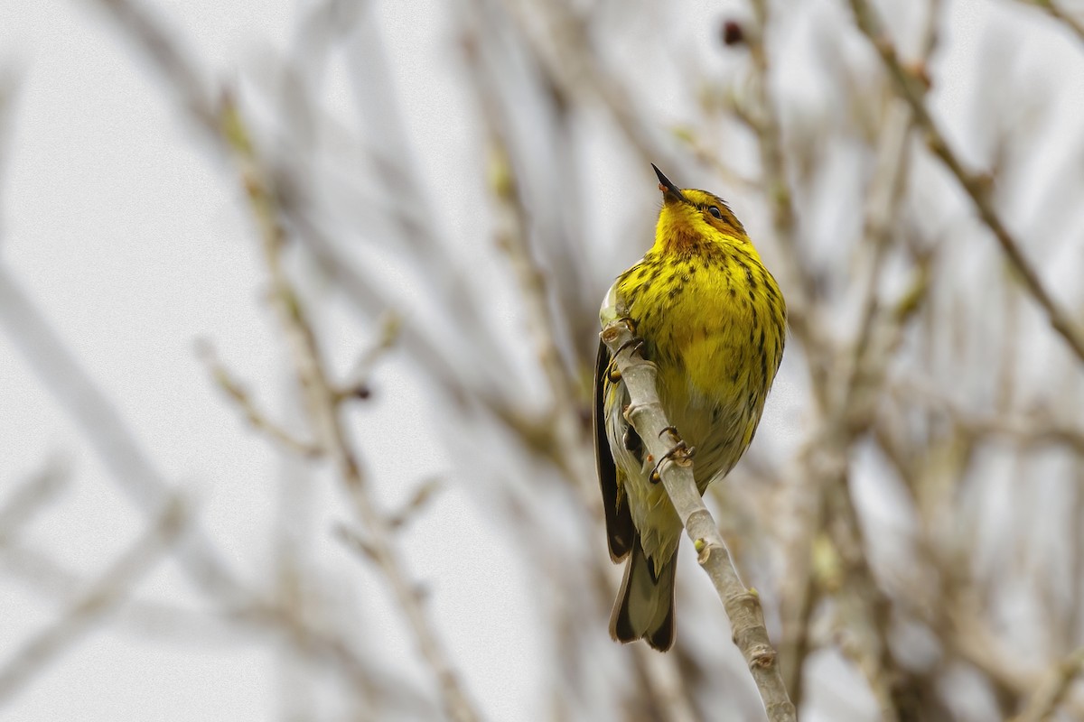 Cape May Warbler - Patty and Pedro Gómez