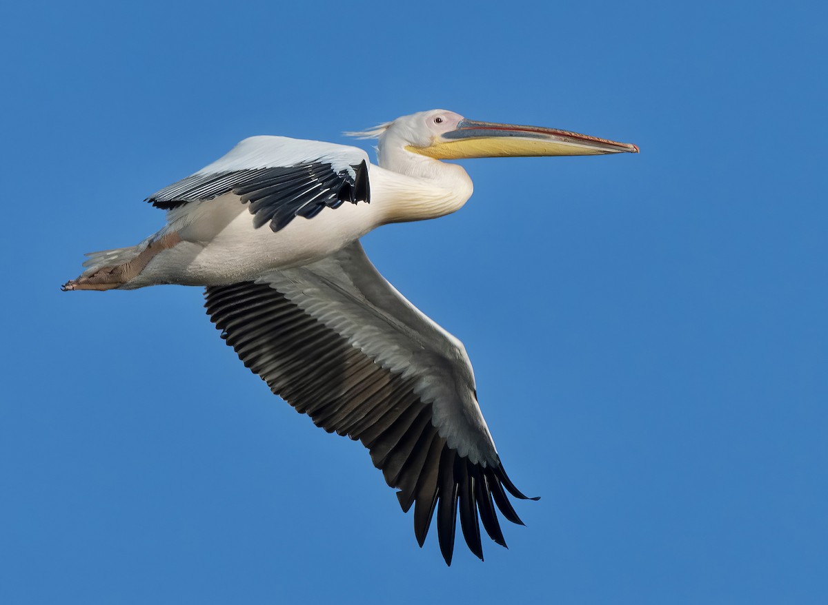 Great White Pelican - ANASTASIYA SAMOKHINA