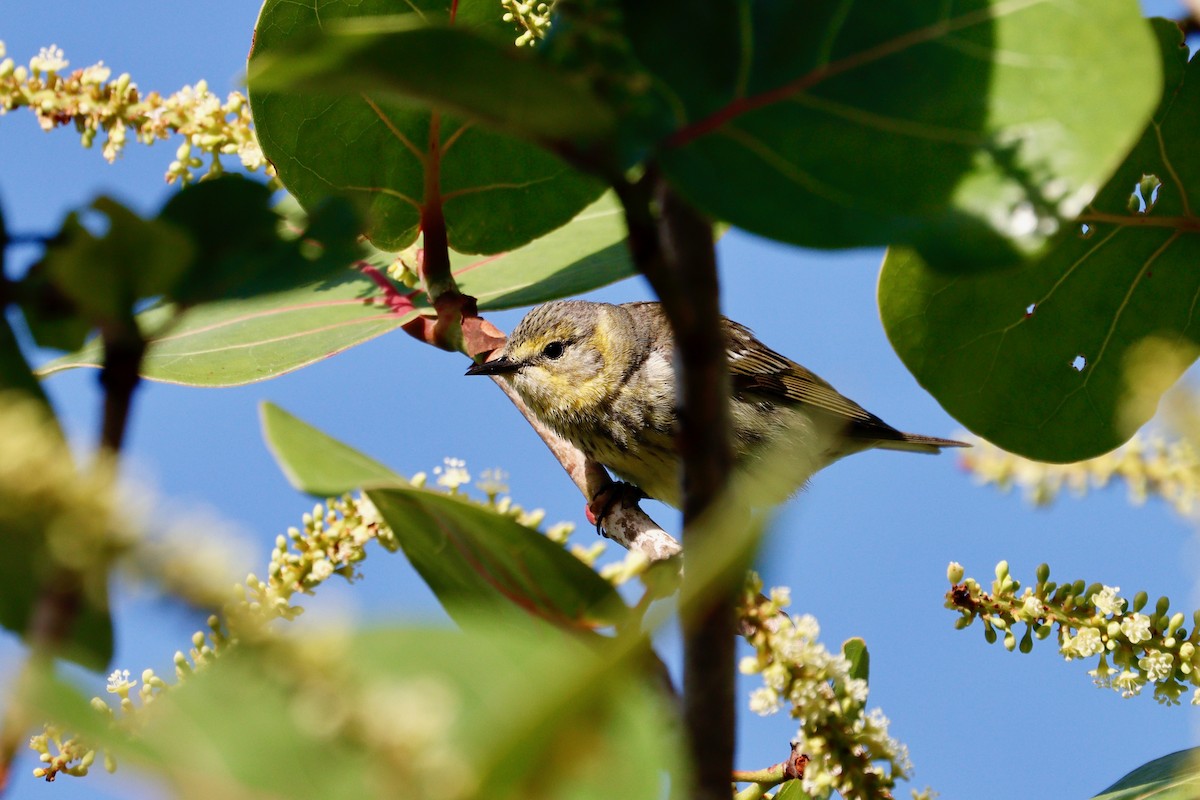 Cape May Warbler - Paul Petrus