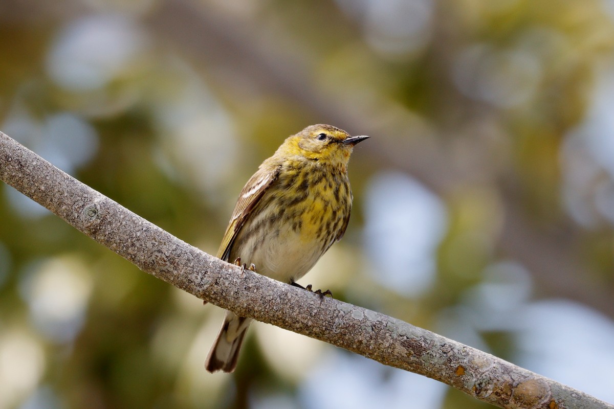Cape May Warbler - ML618094788
