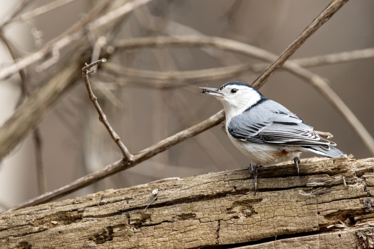 White-breasted Nuthatch (Eastern) - Cody Bassindale
