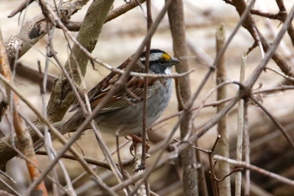 White-throated Sparrow - ML618094808