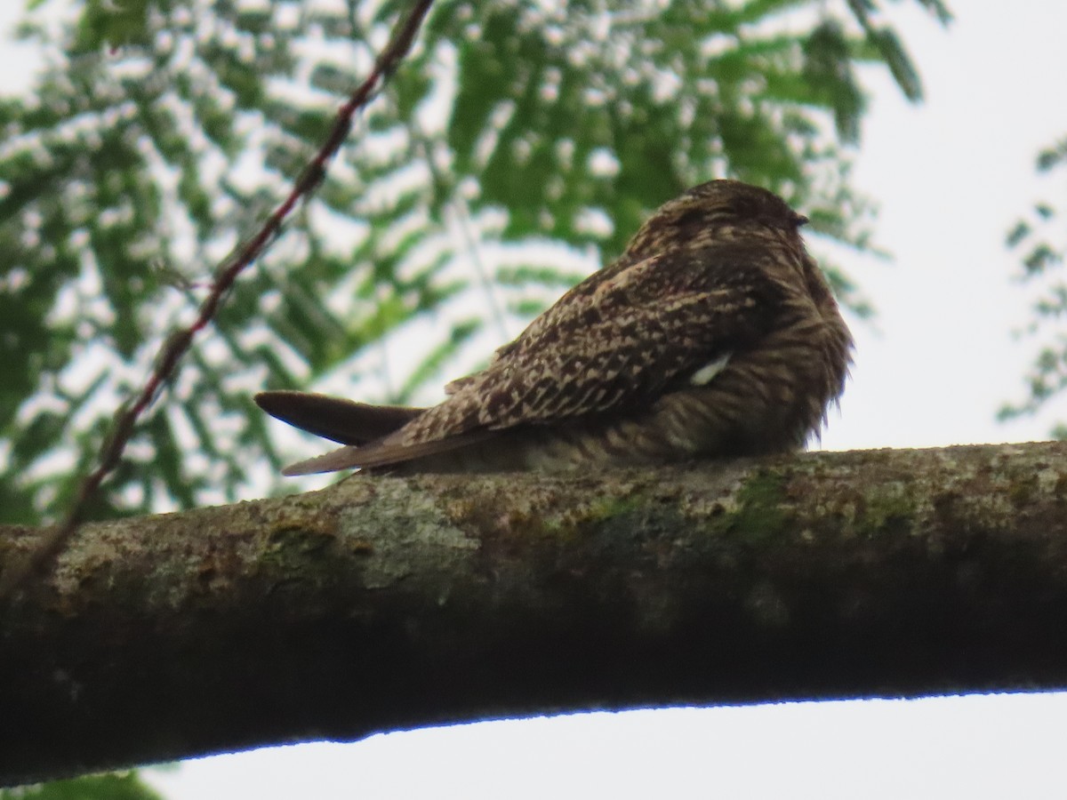 Common Nighthawk - Stephen Younger