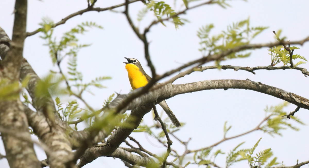 Yellow-breasted Chat - ML618094842