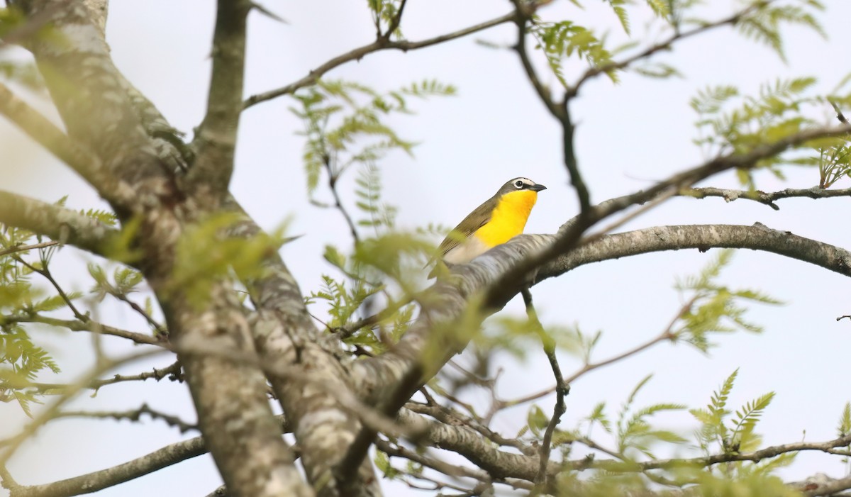 Yellow-breasted Chat - ML618094843