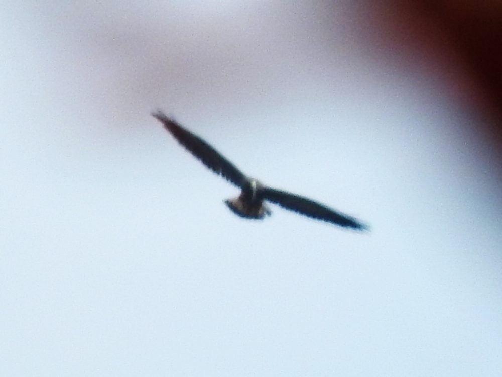 White-tailed Hawk - Fernando Nunes