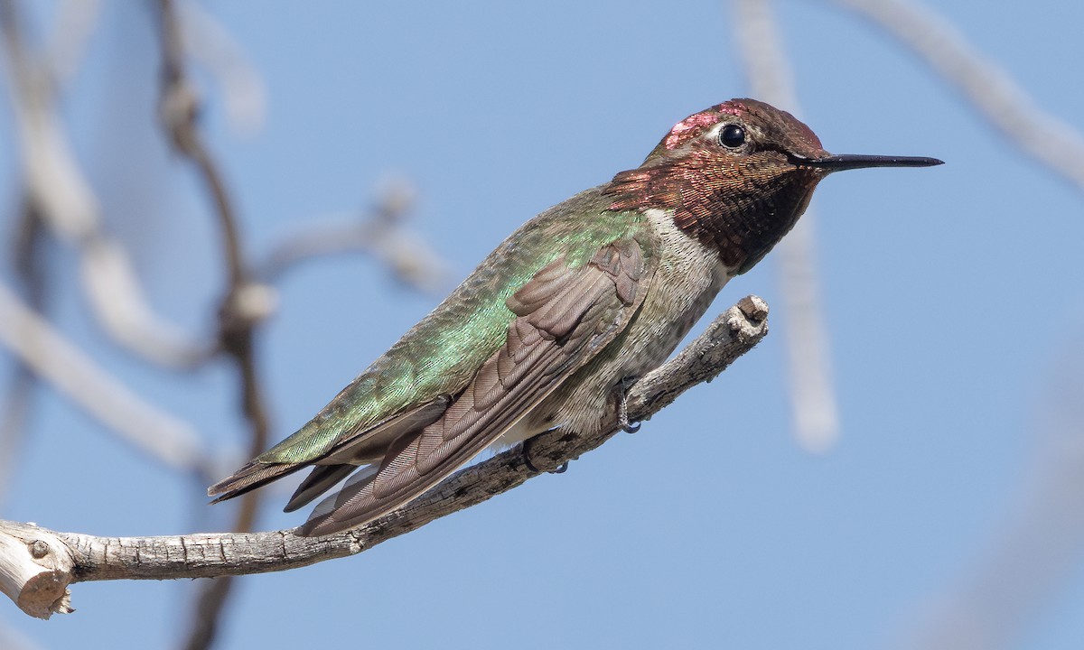 Anna's Hummingbird - ML618094903