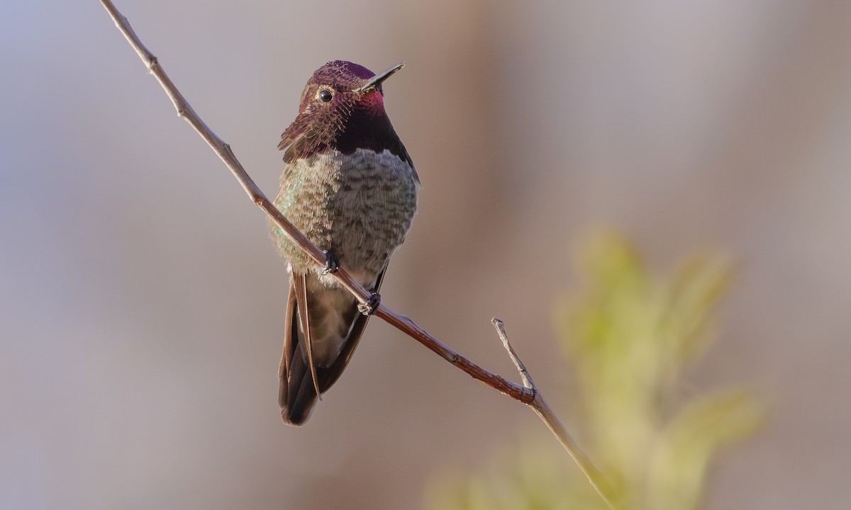 Anna's Hummingbird - ML618094904