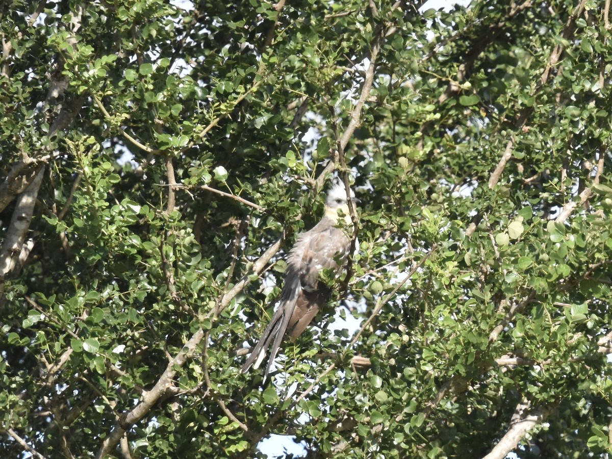 Great Spotted Cuckoo - ML618094926