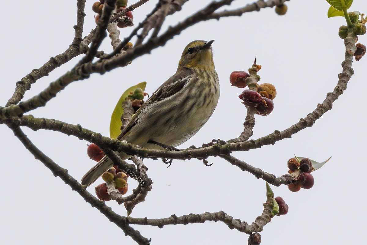 Cape May Warbler - Patty and Pedro Gómez