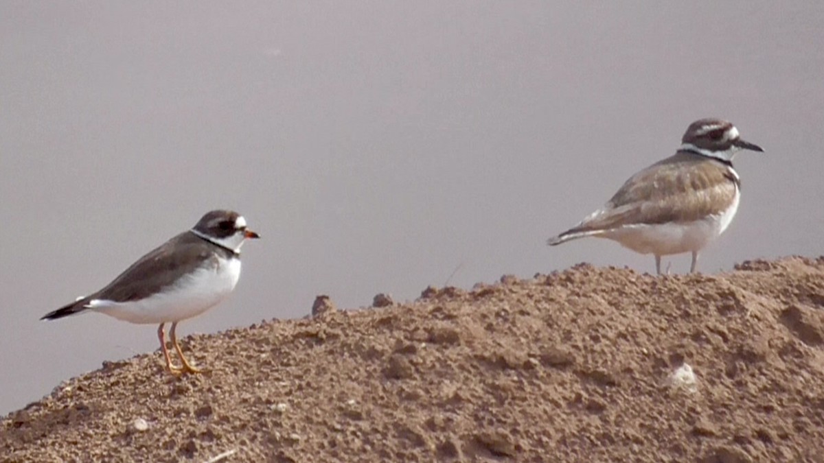 Semipalmated Plover - ML618094995