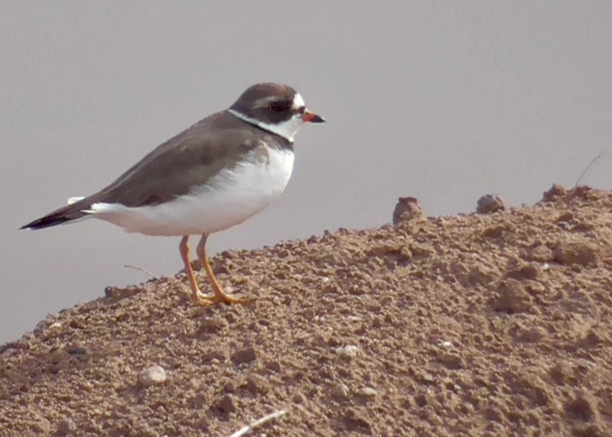 Semipalmated Plover - ML618094996
