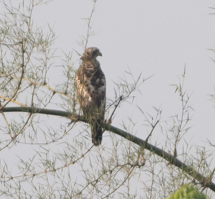 Crested Serpent-Eagle - Anurag Mishra