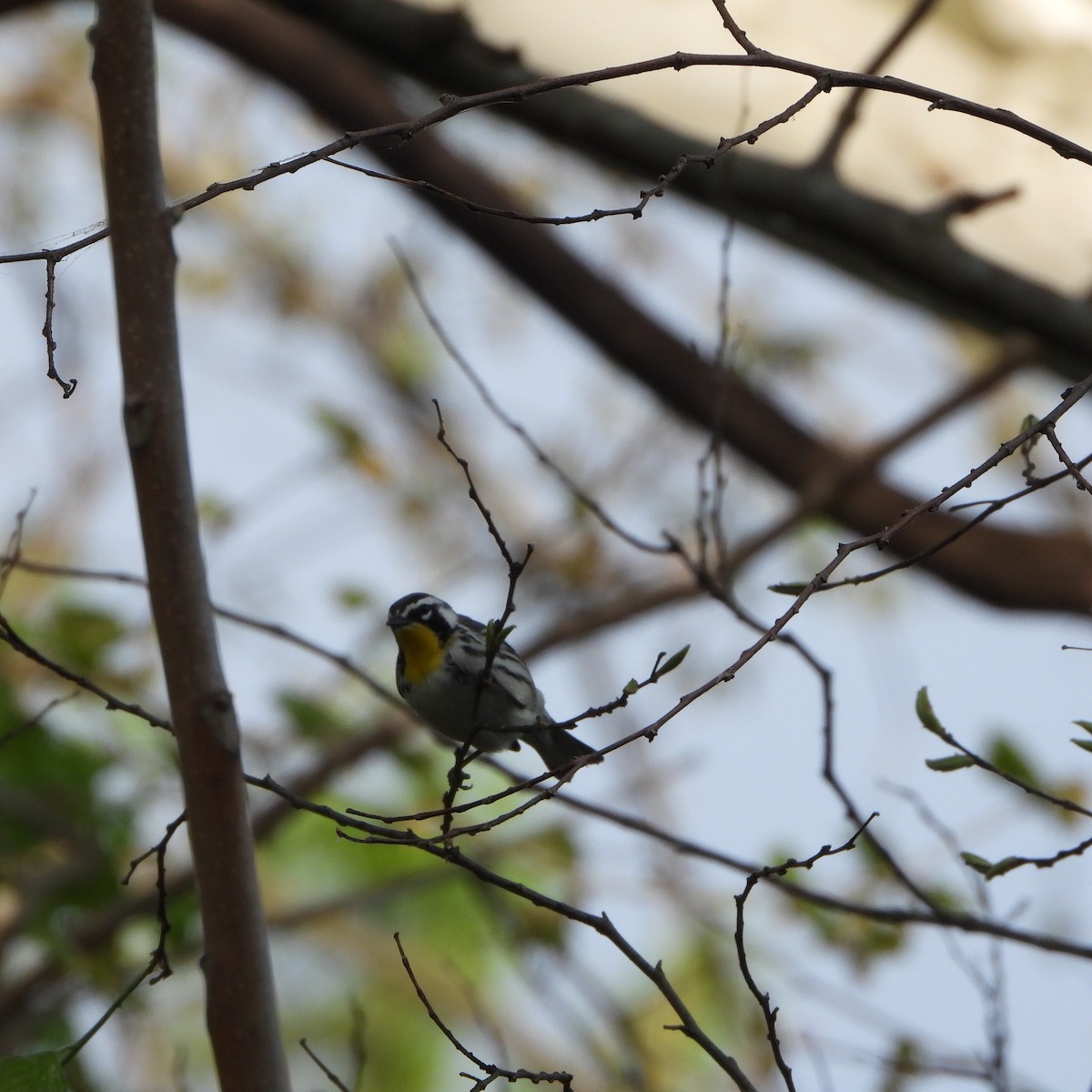 Yellow-throated Warbler - ML618095051