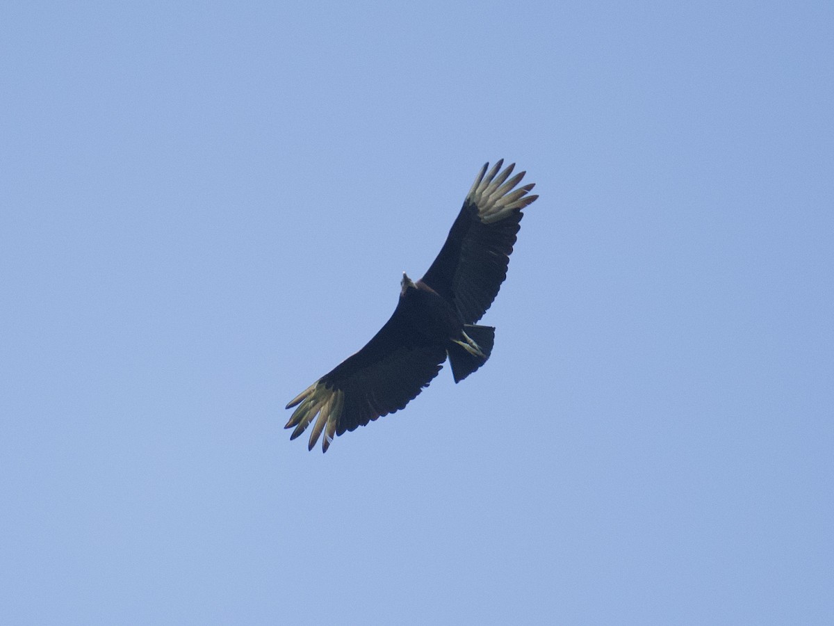 Black Vulture - Julia Gross
