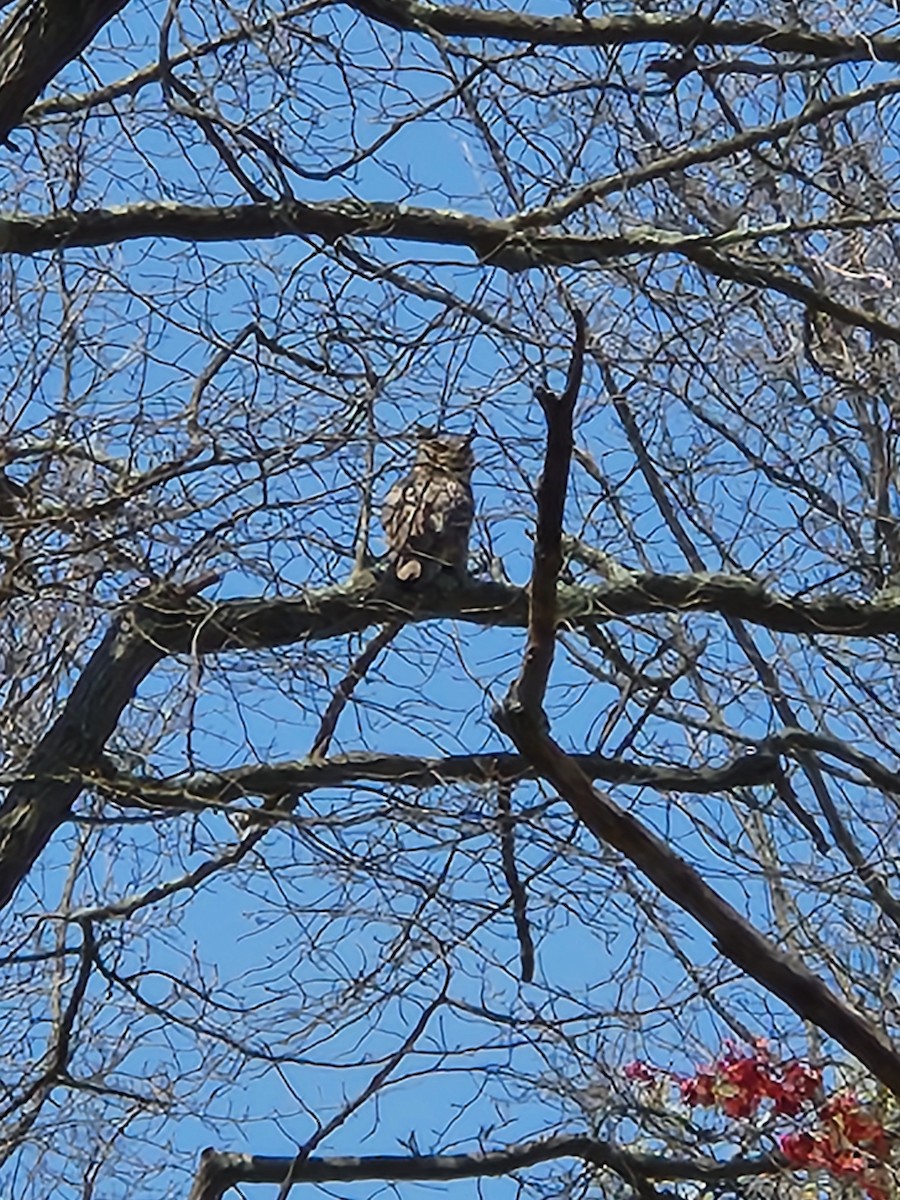 Great Horned Owl - ML618095061