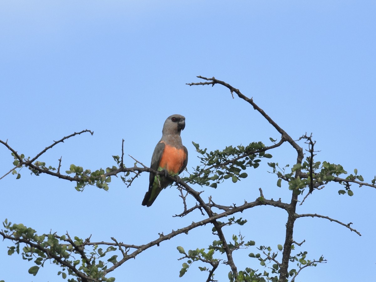 papoušek oranžovoprsý - ML618095064
