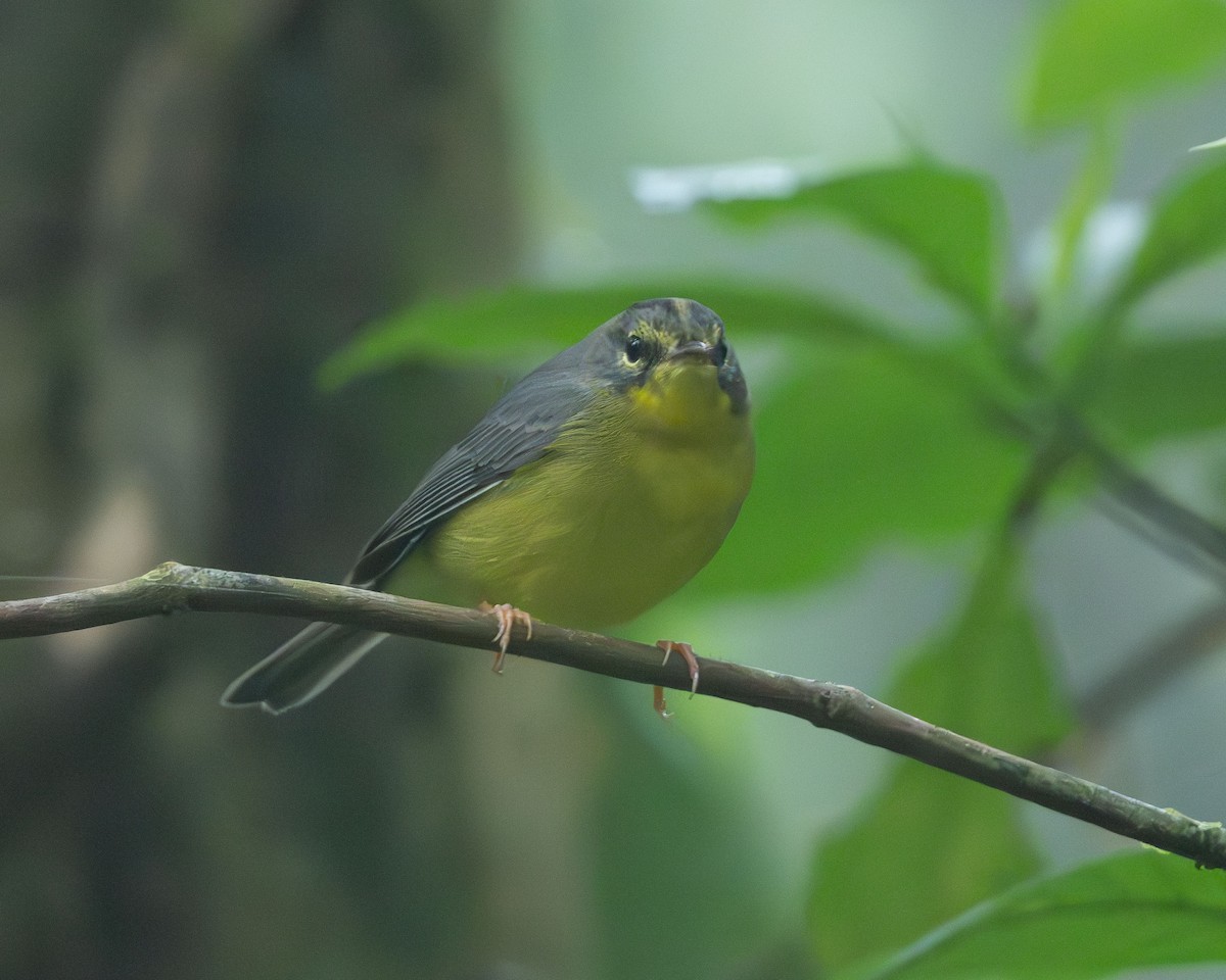 Golden-crowned Warbler (Stripe-crowned) - Anthony Kaduck