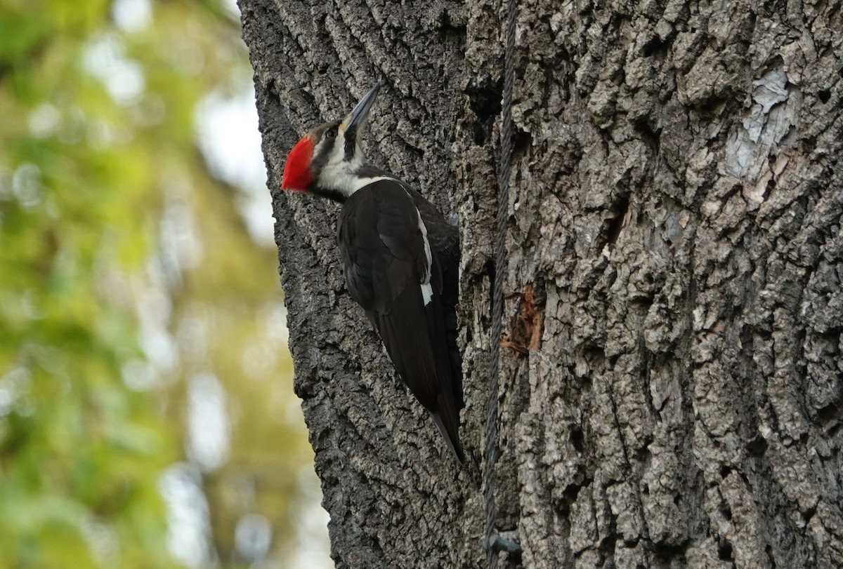 Pileated Woodpecker - ML618095171