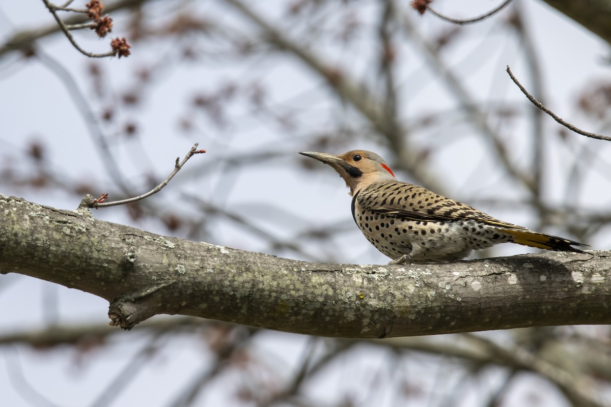 Northern Flicker (Yellow-shafted) - ML618095179