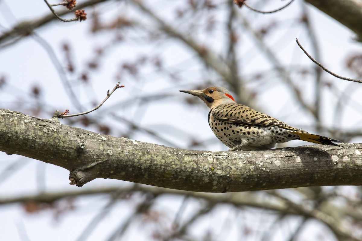 Northern Flicker (Yellow-shafted) - Cody Bassindale
