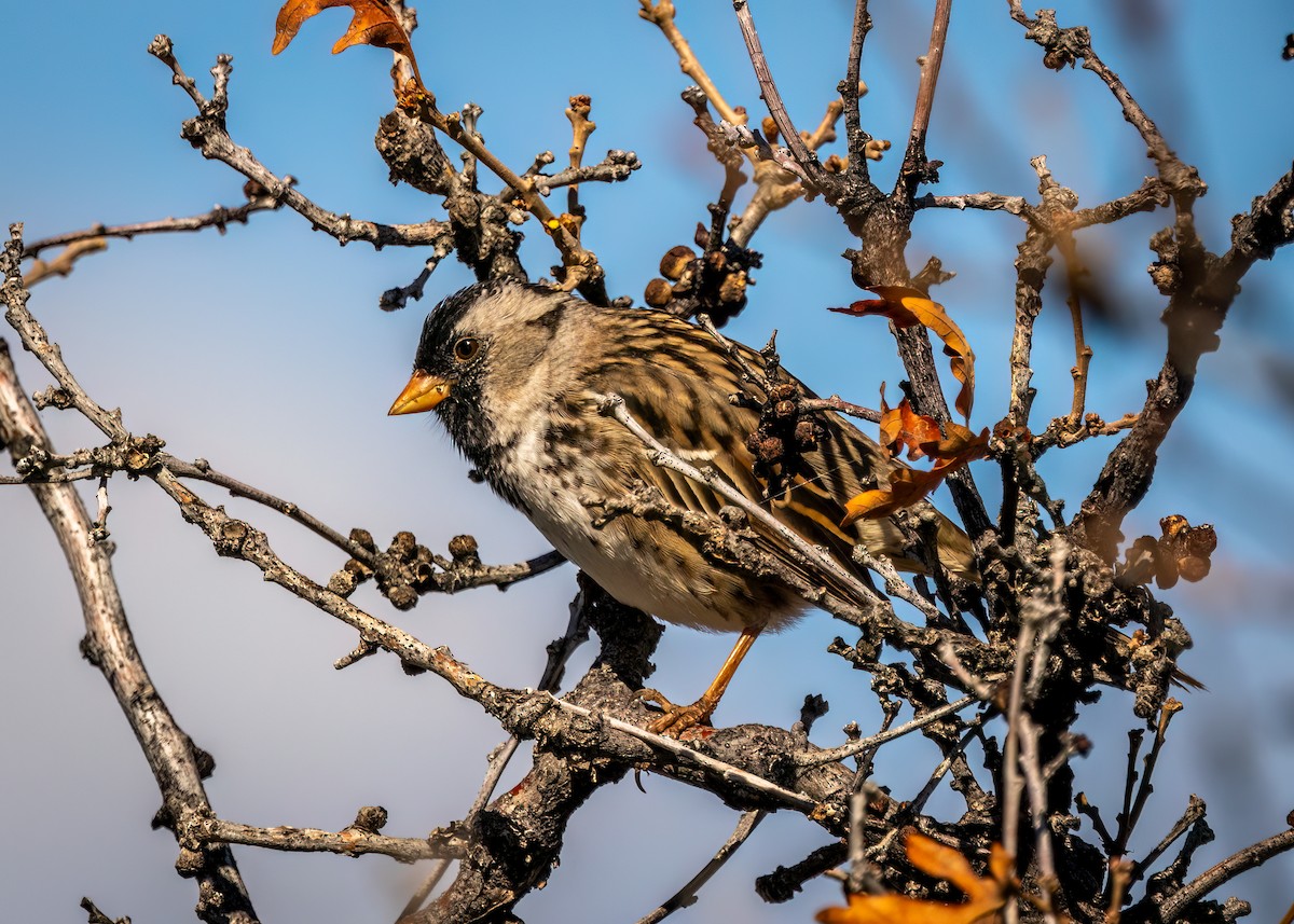 Harris's Sparrow - ML618095187