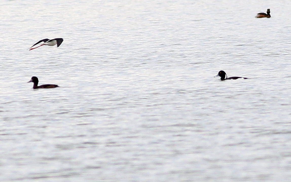 Tufted Duck - ML618095214