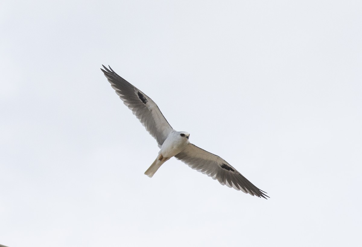 White-tailed Kite - ML618095244
