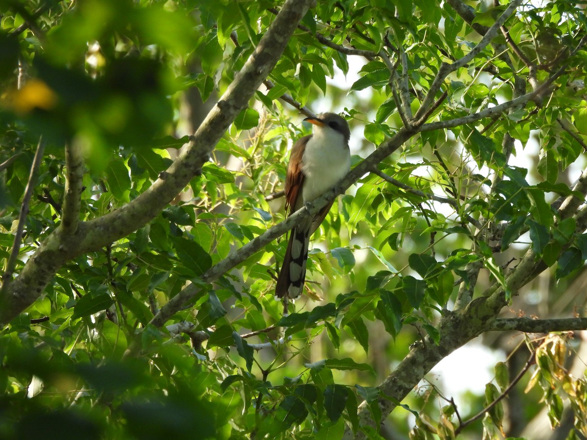 Yellow-billed Cuckoo - Lucy Jacobson