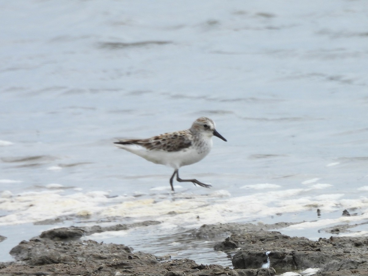 Semipalmated Sandpiper - Lucy Jacobson