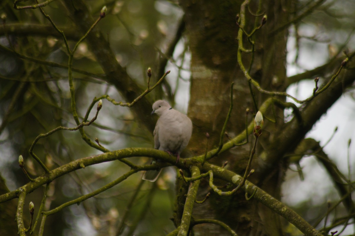 Eurasian Collared-Dove - ML618095302