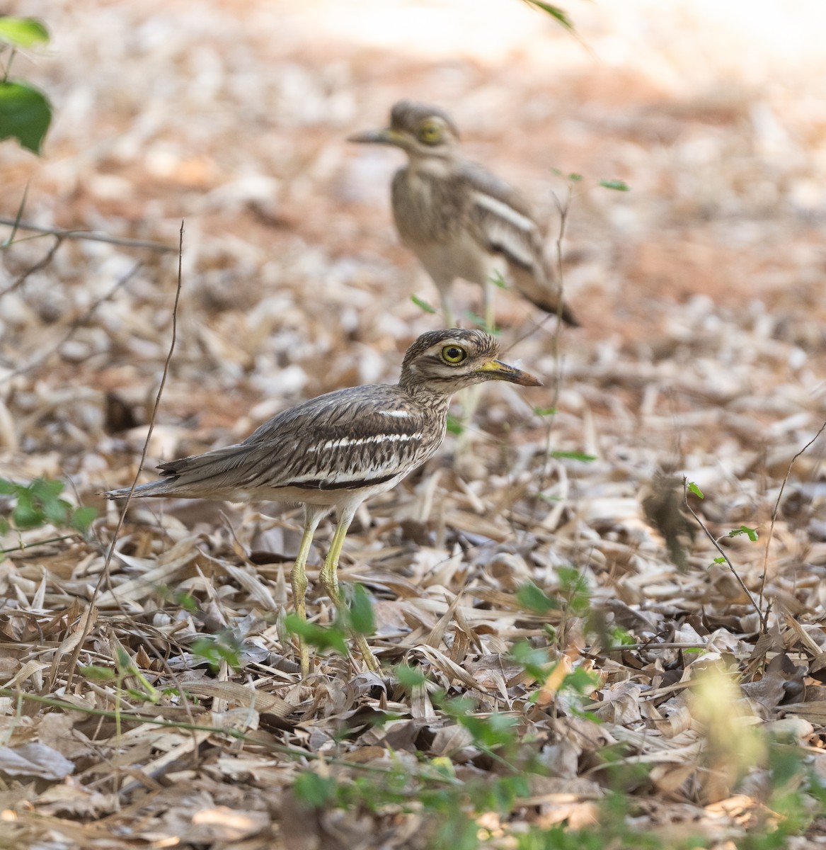 Indian Thick-knee - ML618095329