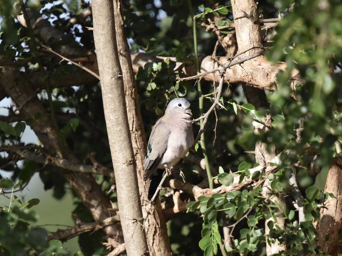 Emerald-spotted Wood-Dove - ML618095359
