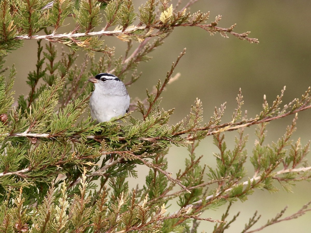White-crowned Sparrow - ML618095378