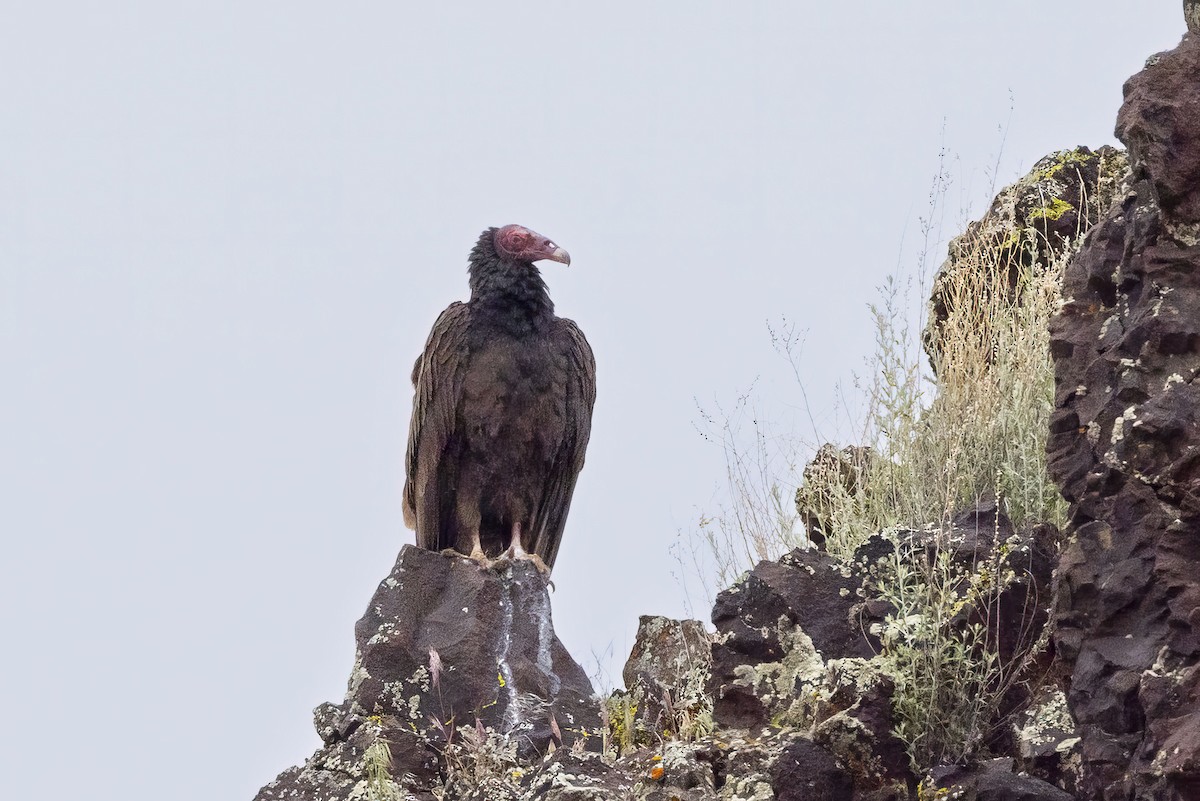 Turkey Vulture - ML618095430