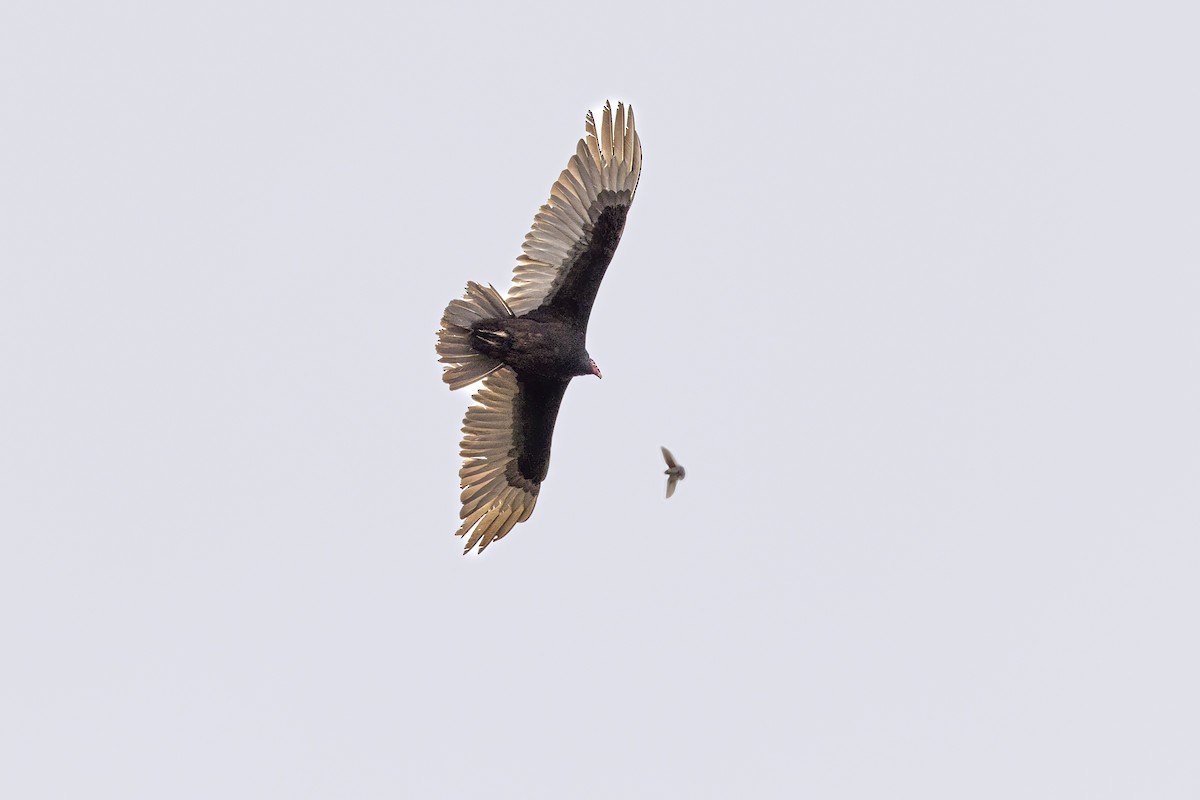 Turkey Vulture - ML618095431