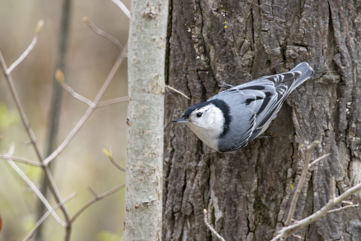 White-breasted Nuthatch (Eastern) - ML618095434