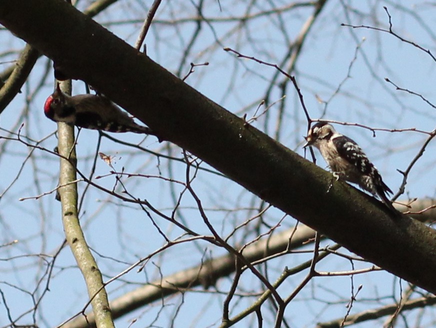 Lesser Spotted Woodpecker - ML618095436