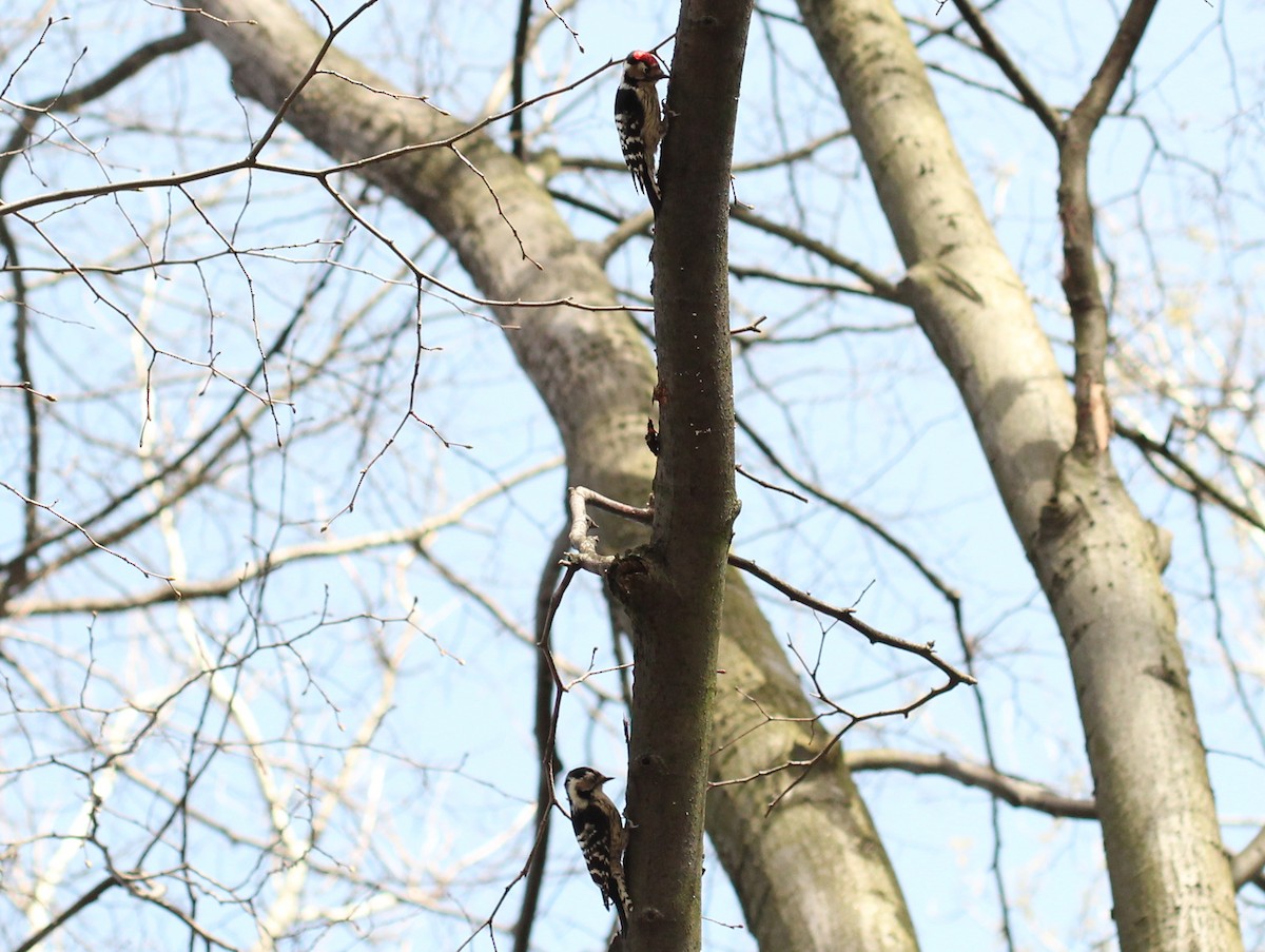 Lesser Spotted Woodpecker - ML618095437