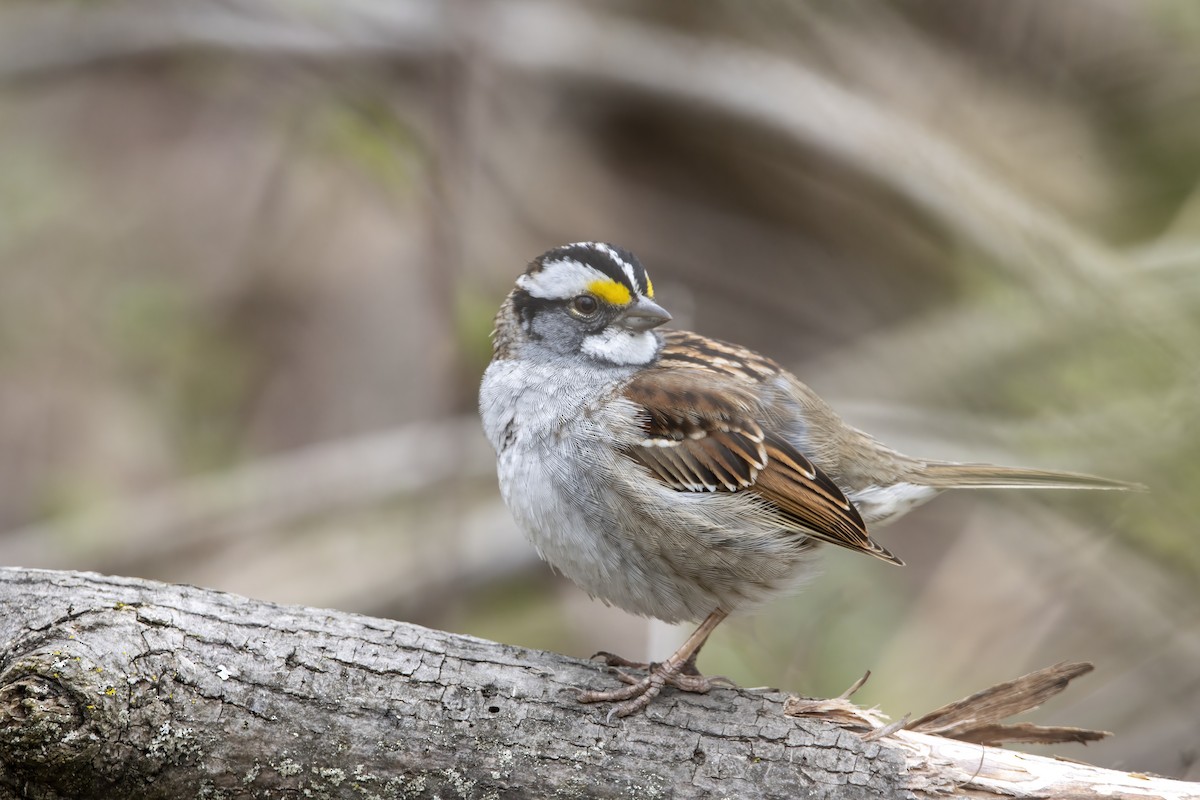 White-throated Sparrow - ML618095453