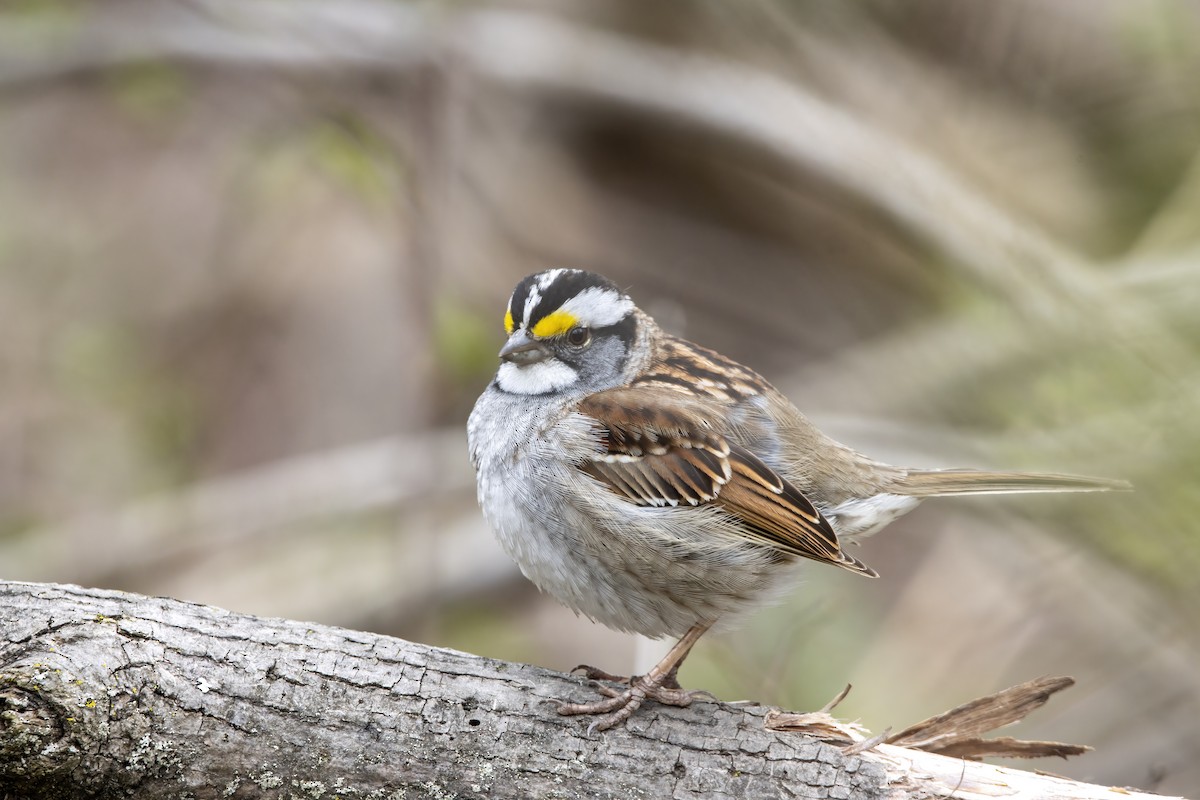 White-throated Sparrow - Cody Bassindale